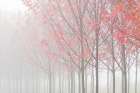 USA, Oregon. Maple trees in autumn fog. Art Print